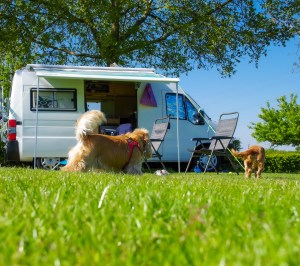 Os-kar houdt van het zonnetje
